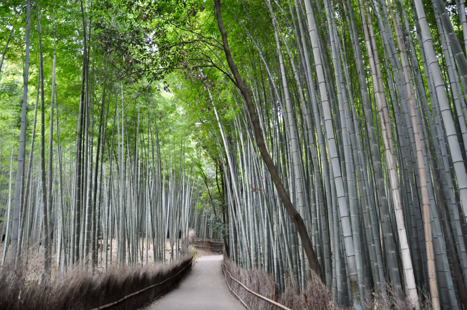 Bambushain Arashiyama / Kyoto