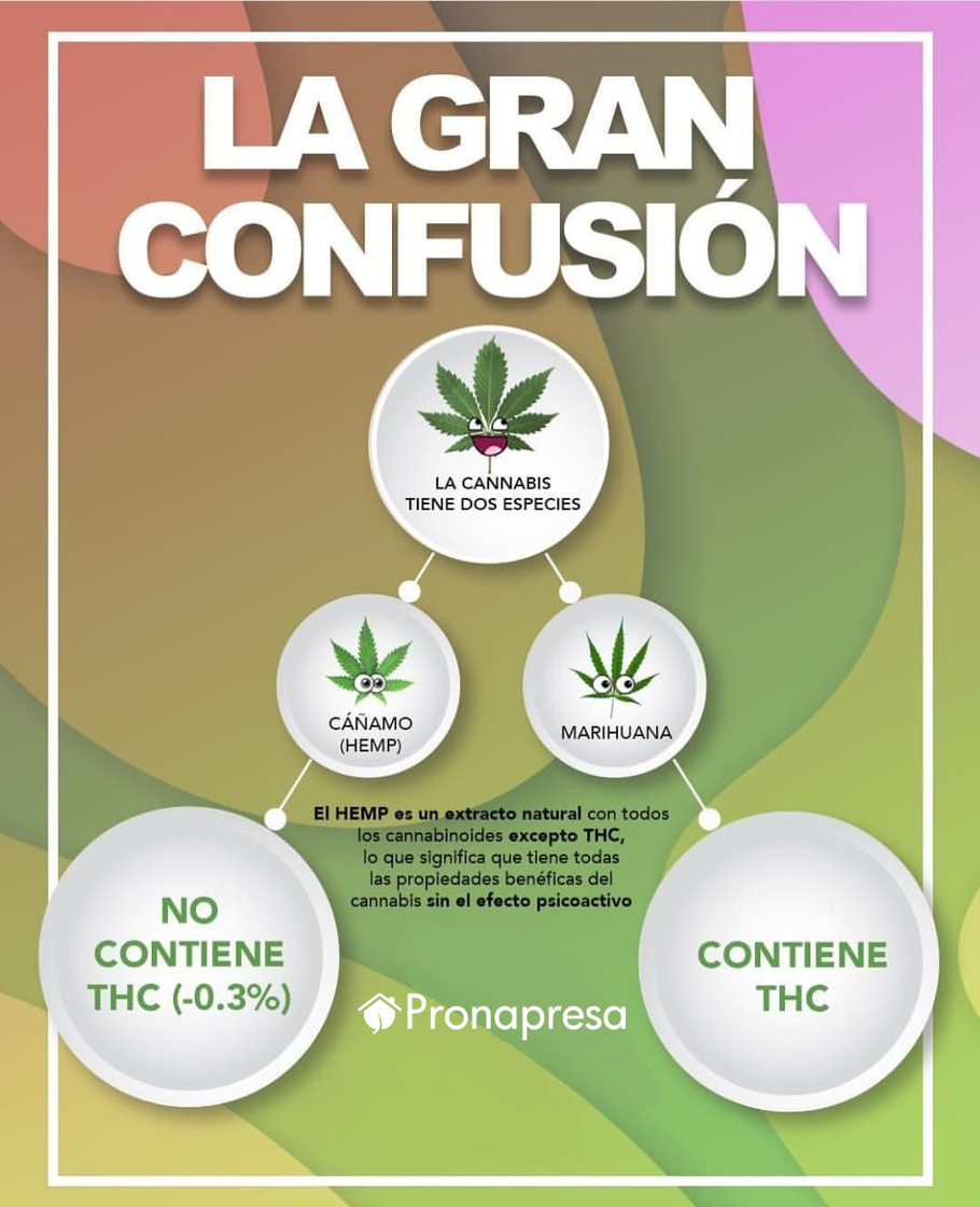 El aceite de cáñamo o hemp tiene concentraciones altas de CBD y bajas de THC, a diferencia de la marihuana