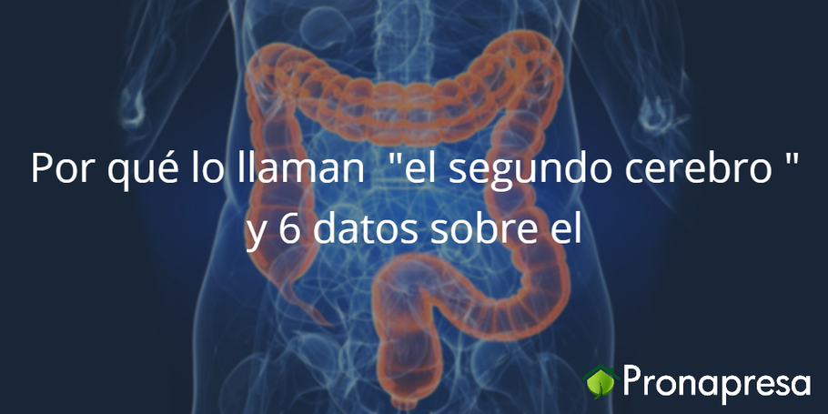 Por qué lo llaman "el segundo cerebro" y 6 datos sorprendentes sobre el