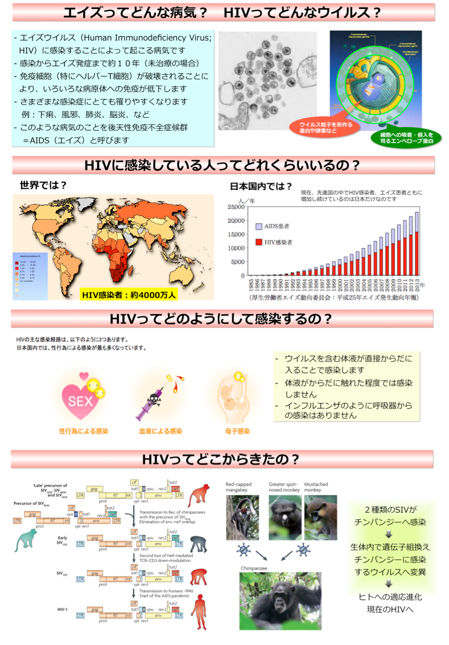 AIDSを知る HIV・エイズについて｜ 性病専門のあおぞらクリニック新橋院