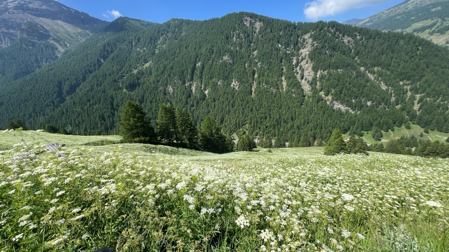 siamo nei pressi del Parco Naturale della Val Troncea, oltre la stupenda vista c'è un profumo nell'aria che rigenera lo spirito