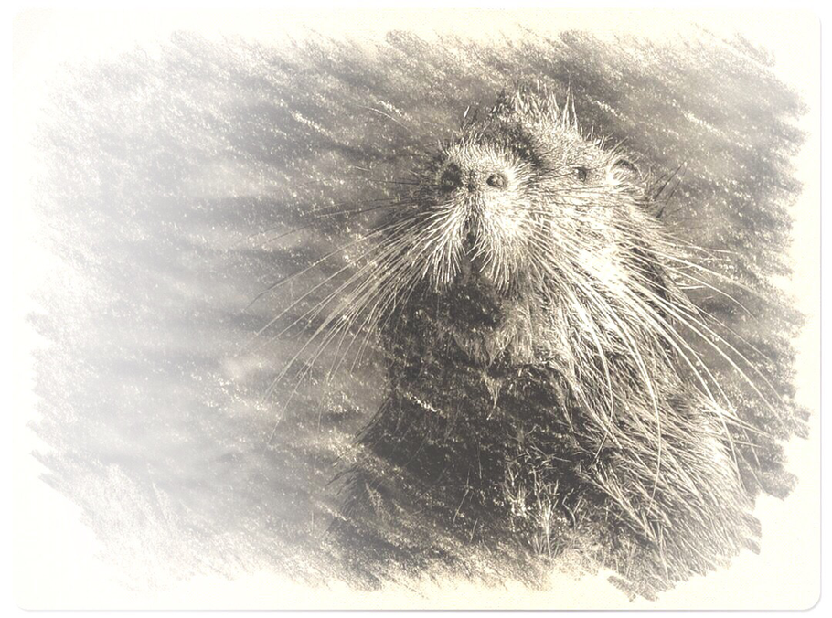 Nutria ( Sumpfbiber )