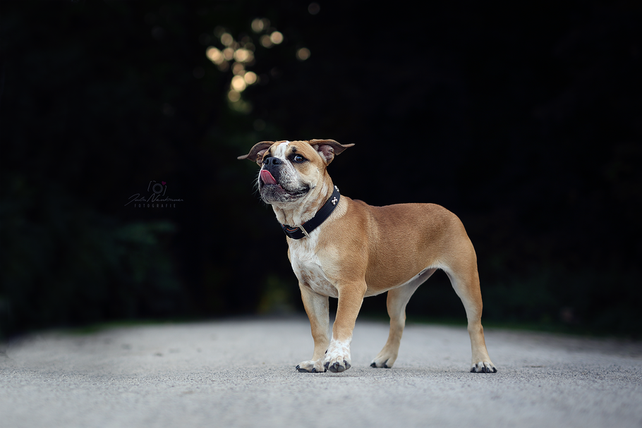 Portrait, Hund, englische Bulldogge, Schwarz-Weiß, Julia Neubauer Fotografie
