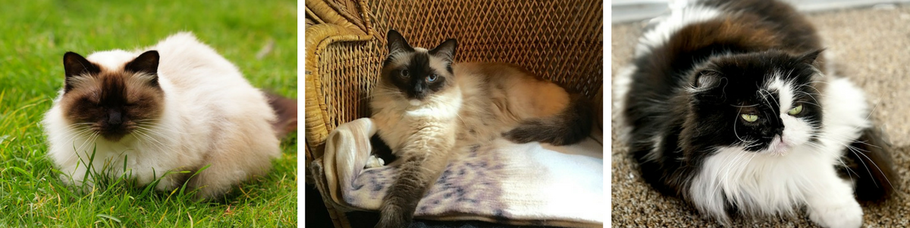 gato himalayo, raza de gatos himalaya