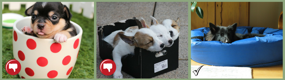 camas para perros