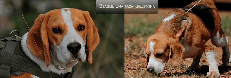Beagle, razas de perros