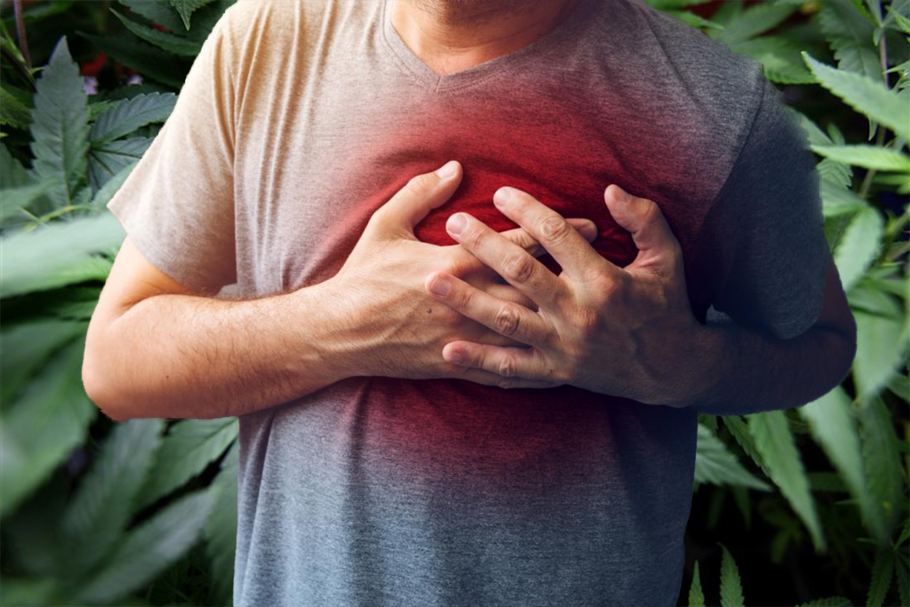 Une étude scientifique a prouvé que le cannabis médical pourrait réduire le taux de mortalité après une crise cardiaque et avc