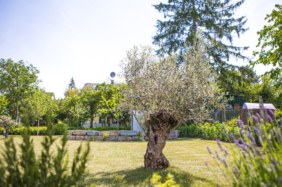 Mediterranes Lebensgef hl F r Balkon Garten G rtnerei Hupp