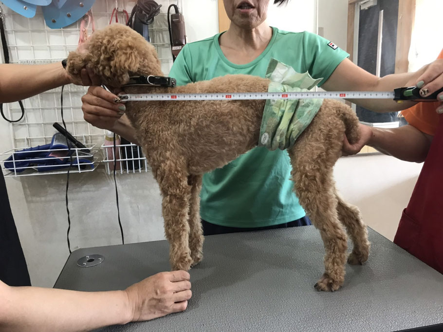 【採寸について】 - 犬の車いすオーダーメイド ツトメギワークス 広島 犬の車椅子