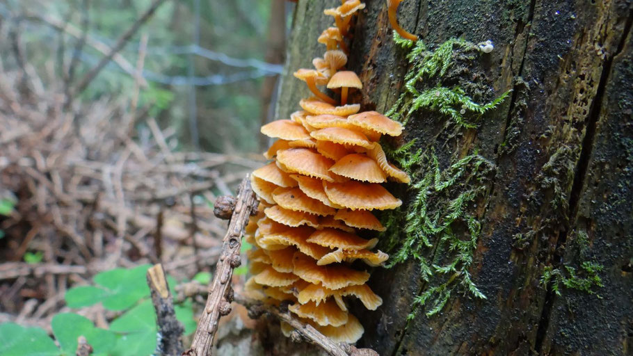 Paddestoel op boomstan van www.canvastirol.nl