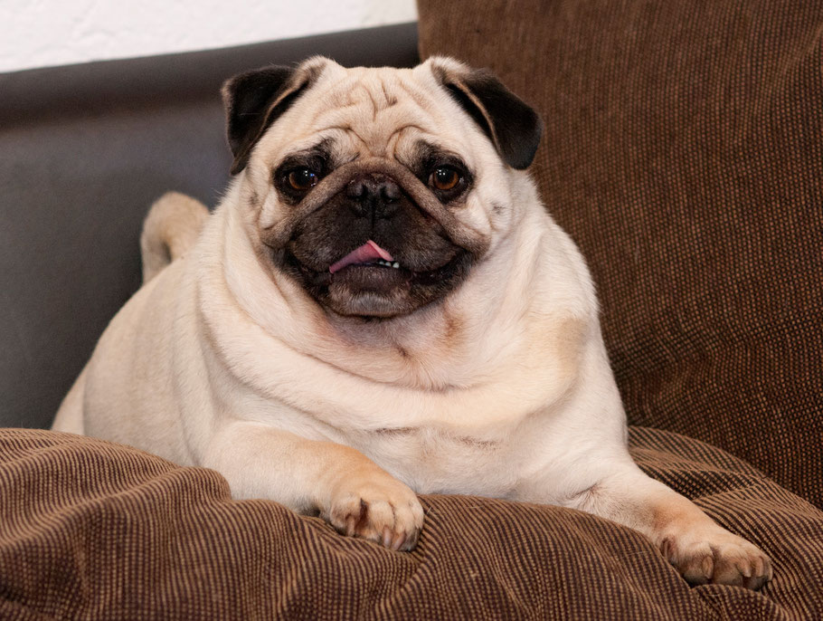 Farben beim Mops HobbyZucht "vom Meran des bayerischen Waldes"