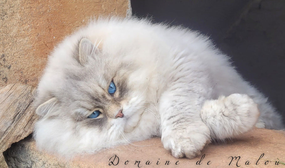 Champion Obskur Art Perfect Du Domaine De Malou Chat Siberien Du Domaine De Malou Le chat siberien est un chat a la taille imposante. chat siberien