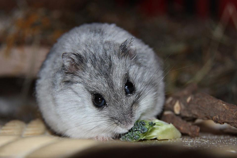 Frischfutterliste - Image
