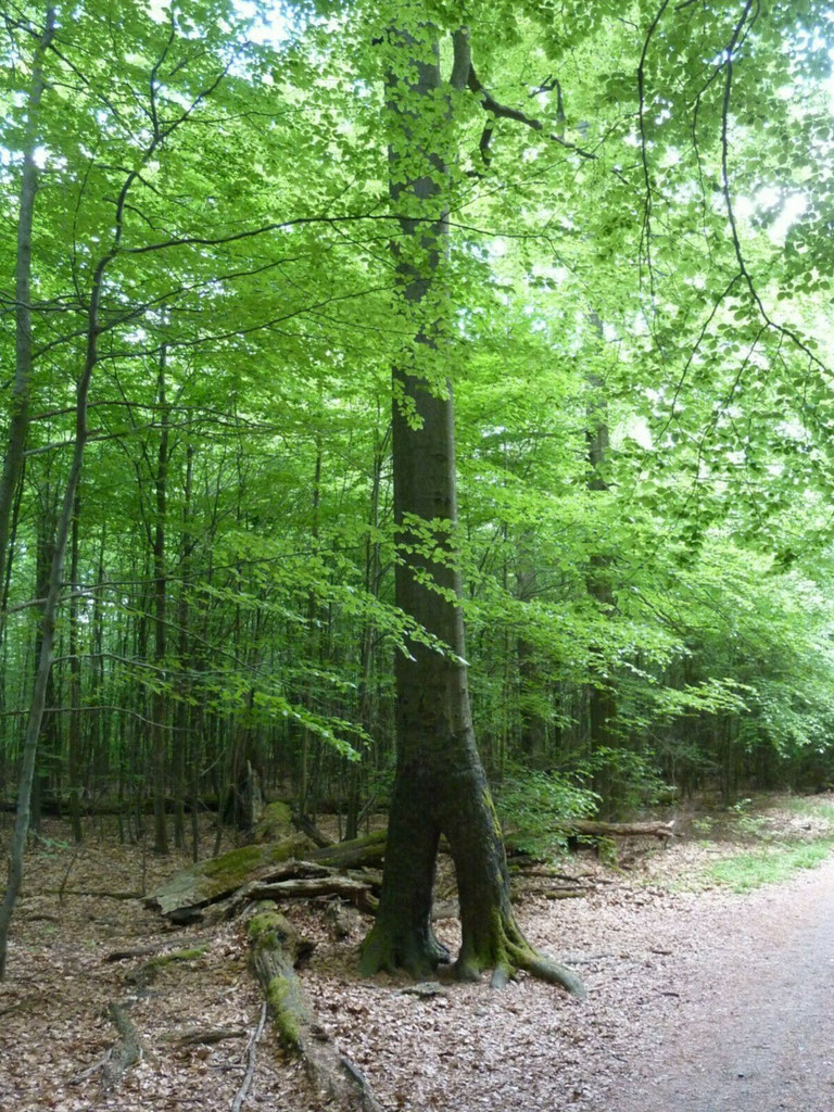 Grüne Auszeit für Körper, Geist und Seele - ein Angebot von Margit Sigle-Rannenberg in Ludwigsburg und Marbach