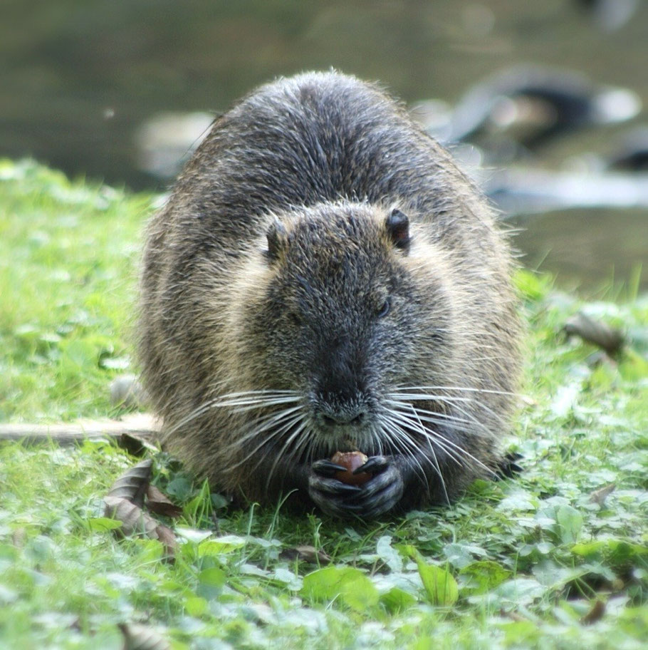 UNTERSCHIED Nutria,Biber,Bisam - Informationen über Nutria ...