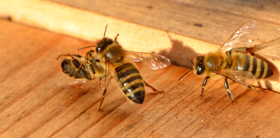 6. Jänner 2018: Bienen beim Putzen