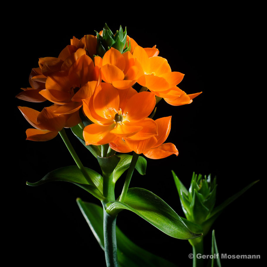 Ornithogalum