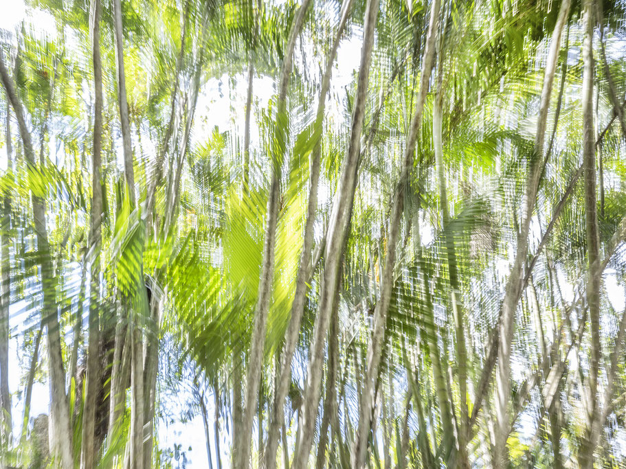 Botanic Garden Pampelmousses auf Mauritius Palmen als Farbphoto