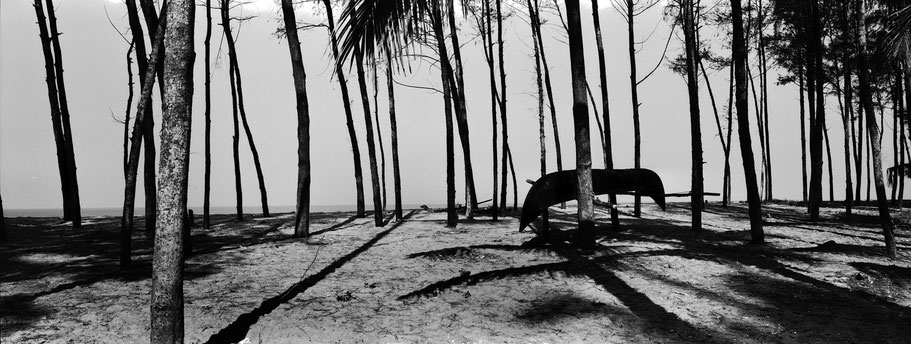 Panoramaaufnahme von Palmen auf Vipeen island in Kerala, Indien, als Schwarzweißfoto