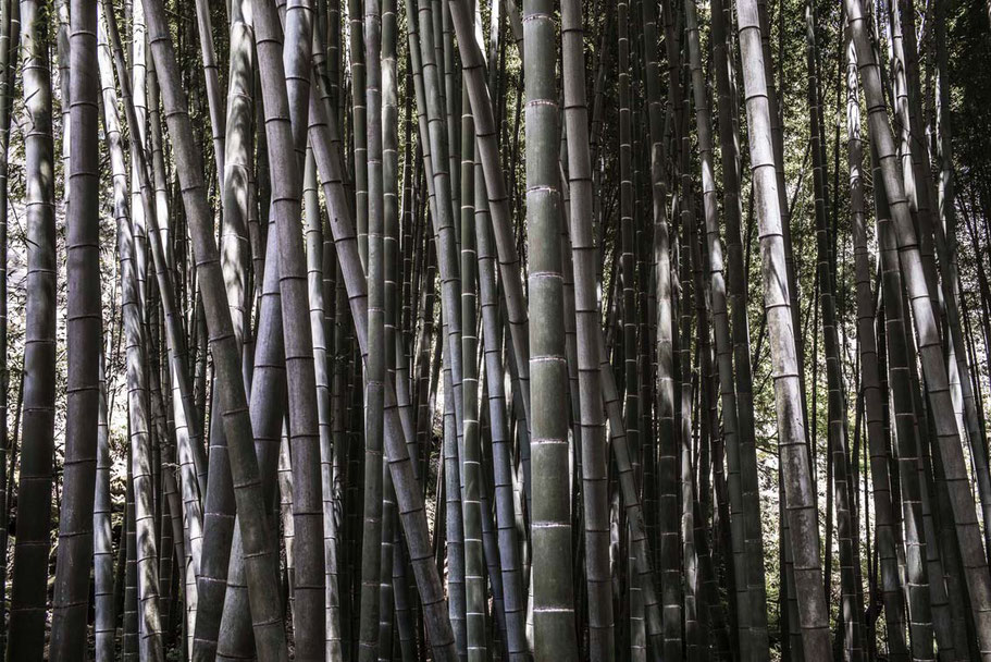 Bambuswald im Hokokuji Temple in Kamakura, Japan als Farbphoto