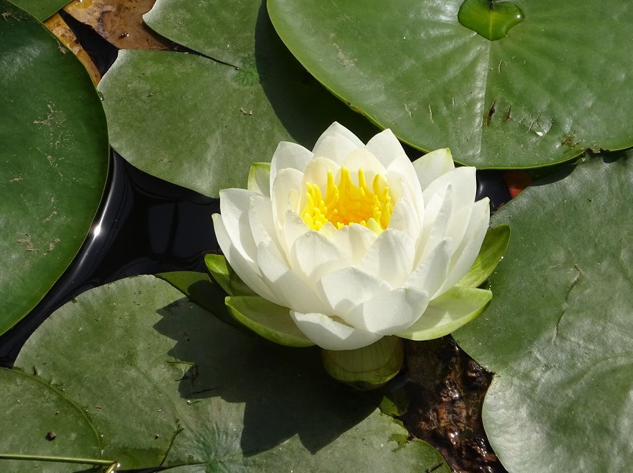 Nénuphar dans le premier étang