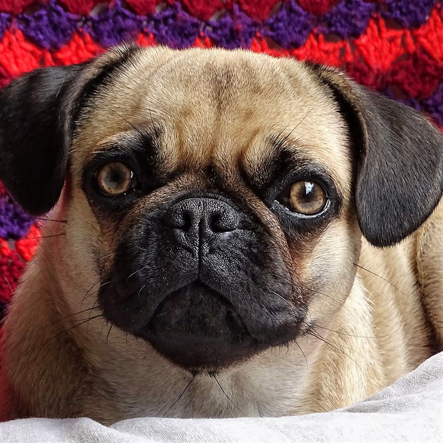 PDE (Pug Dog Encephalitis) Die nekrotisierende Meningoenzephalitis