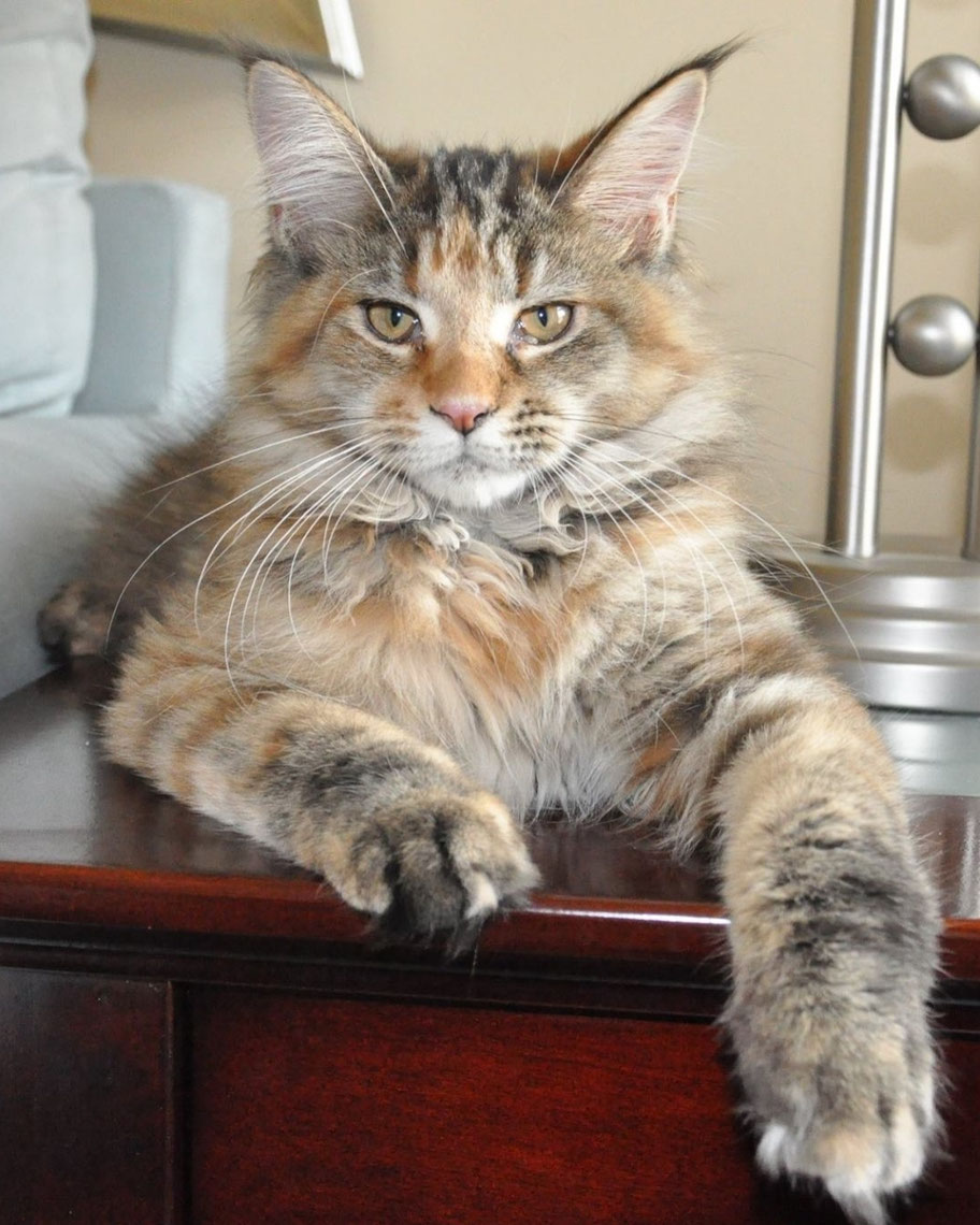 How we started our Maine Coon Cattery Stayed for 7 years and still