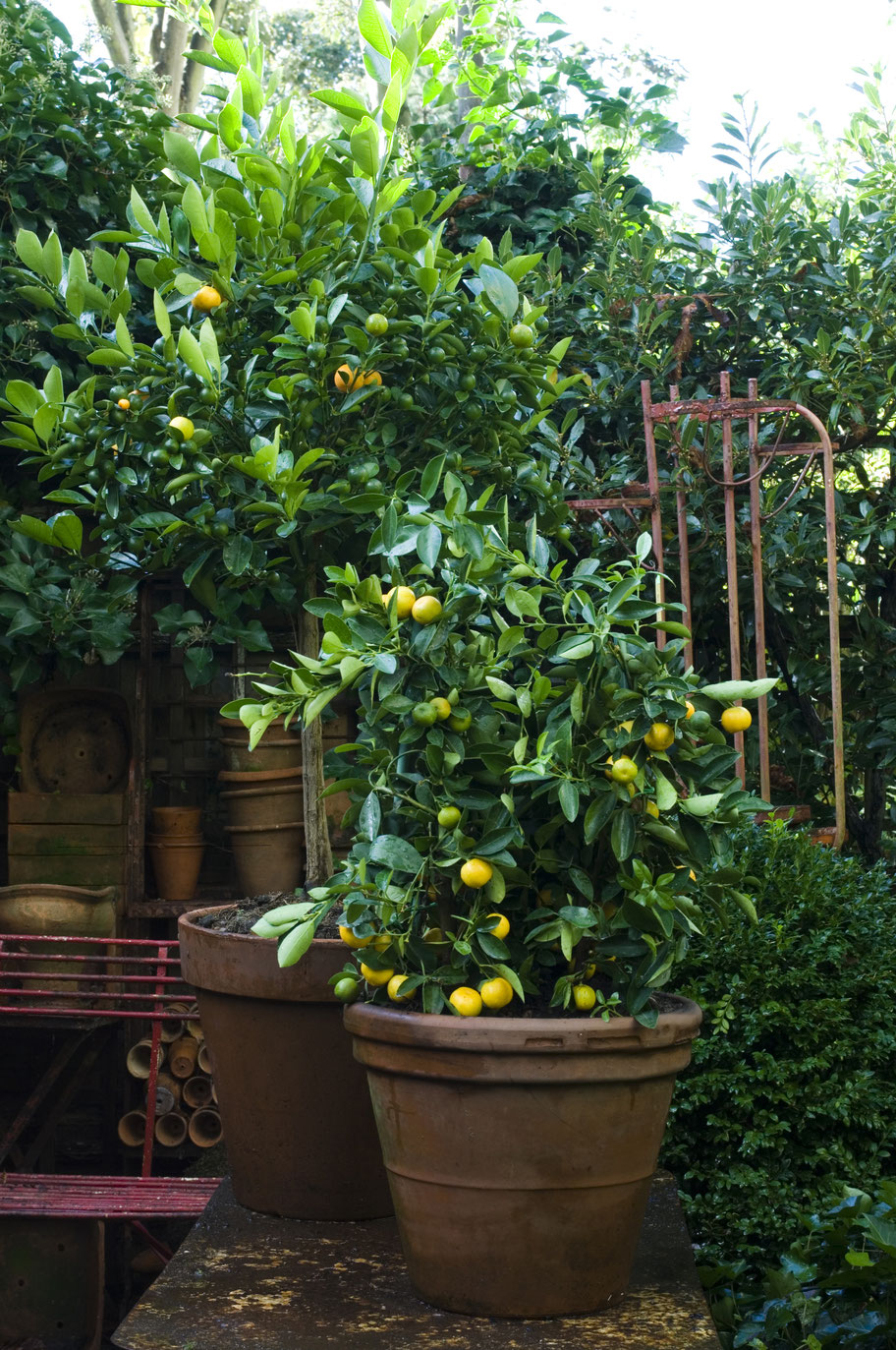 Orangerie Kübelpflanzen zum Verlieben Cimiotti's Garten