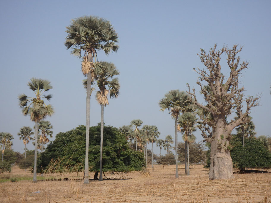 trees, Mar Lodj, Sine-Saloum Delta, Senegal