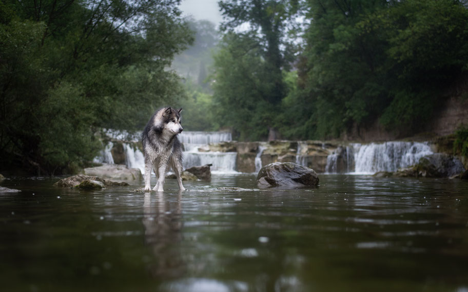 Malamute steht vor einem Wasserfall im Fluss auf einem grossen Stein. Es regnet.