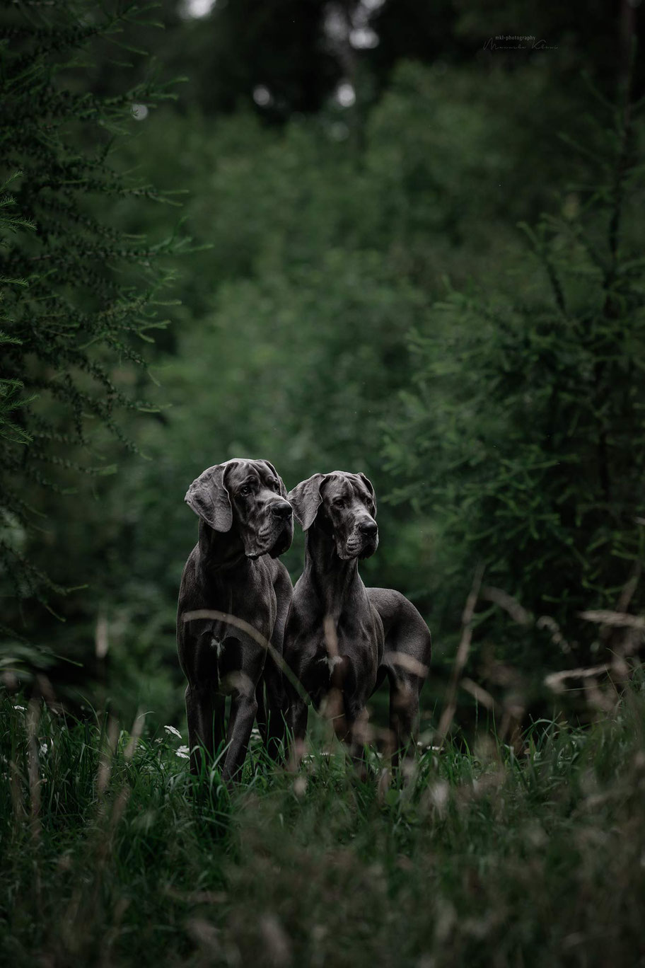 Zwei blaue Doggen stehen zwischen ein paar Tannen auf einer Waldlichtung. Es ist düsteres Wetter und das Fell der Doggen leuchtet.