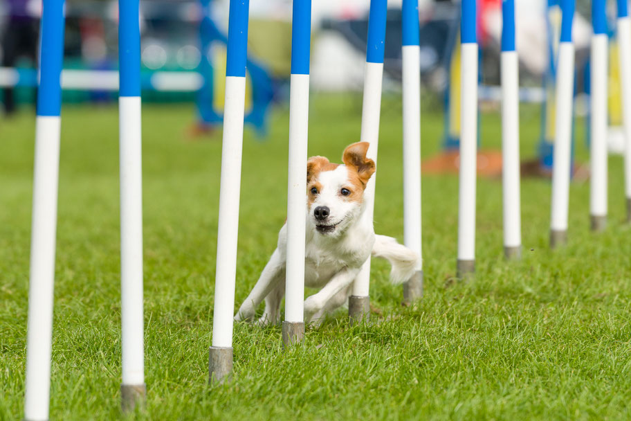 Dog Agility Dogs Matter Cooperative Dog Training in Exeter