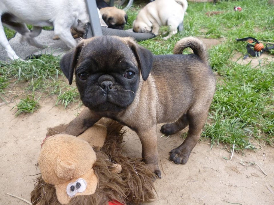 Farben beim Mops HobbyZucht "vom Meran des bayerischen Waldes"