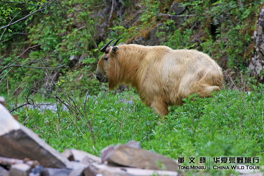 Mammals of China China Wild Tour Expert guided birding & wildlife tours in China