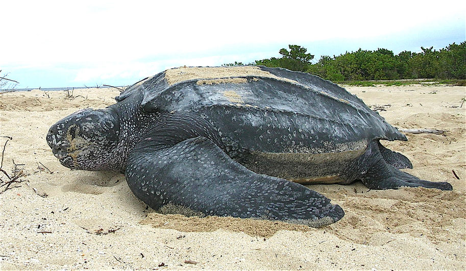 Turtle Especially Tortoise Walking Through A Sandy Geoecologically Clearance & Operating Very Cultivated & Resilient With It's Shell & Physics / Tortoises Are Pristine / Name Raffaelo