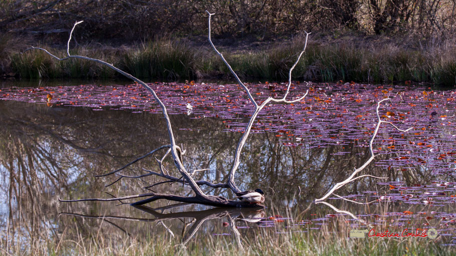 Canard colvert sur branche morte au milieu d'une lagune. Réserve ornithologique du Teich, samedi 16 mars 2019. Photographie © Christian Coulais