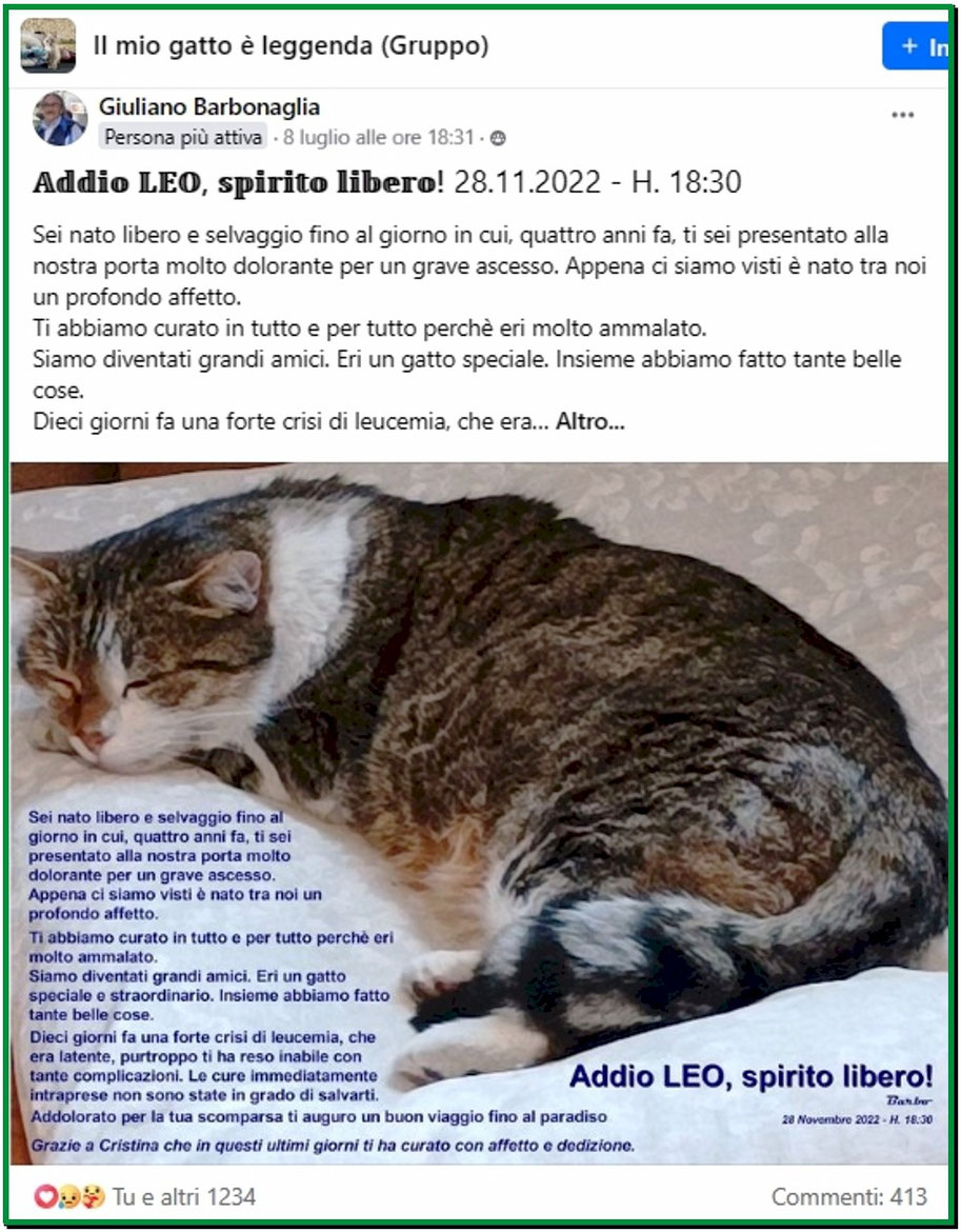 Post pubblicato in data 08.07.2024 su facebook in "Il mio gatto è leggenda (gruppo)" 