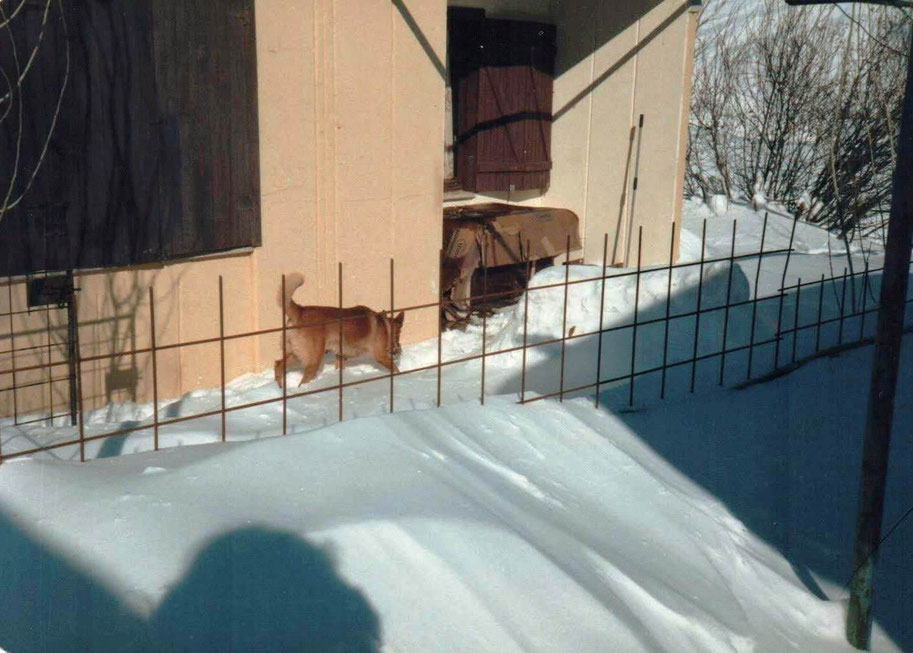 1985 - VILLAGGIO YAPSAN, DIGA DI KARAKAYA, TURCHIA - BUCK DAVANTI CASA CON LA NEVE
