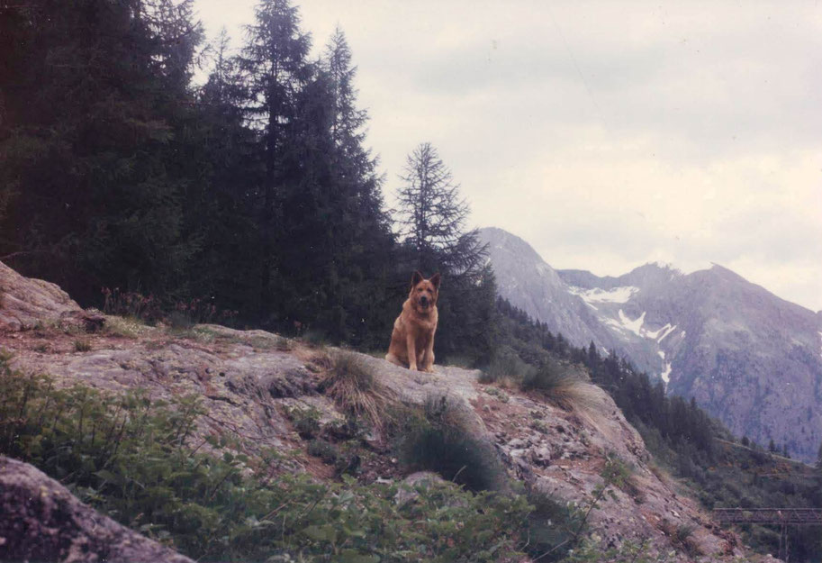 1995 - BUCK IN MONTAGNA