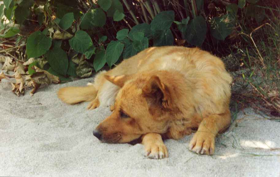 BUCK - E' ANDATA IN PARADISO NEL 1997 - Per noi è stata una dolorosa perdita