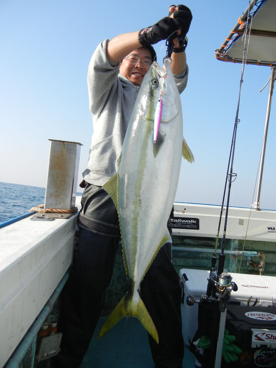 95cm11.3kg(血抜後) 寒鰤? (↑↓同じ鰤です)