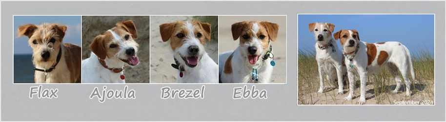 Wesensbeschreibung Des Dansk Svensk Gardhund Kromfohrlander