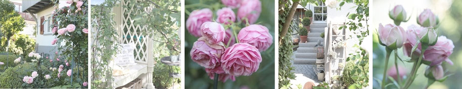 diegartenbloggerins Webseite!