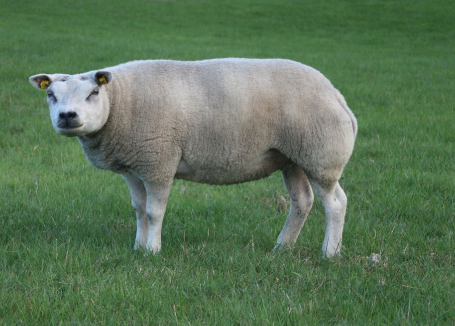 Ein Texelaar, der Pitbull unter den Schafen!