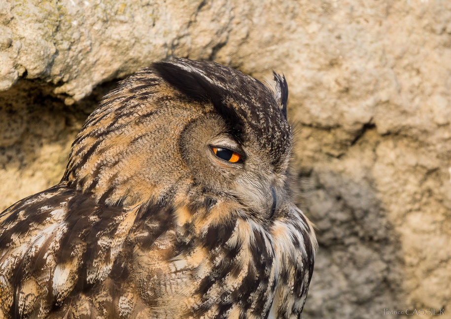 Hibou grand-duc