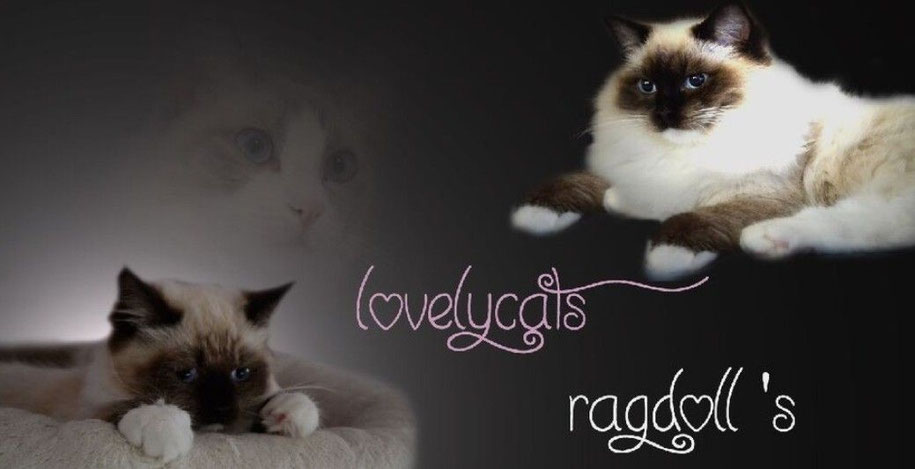 Ragdoll-Zucht Angelika Laehn