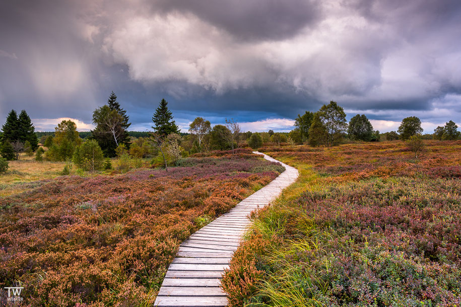 Viele Heidepflanzen erleben den Höhepunkt der Herbstfärbung bereits im Spätsommer (B1417)