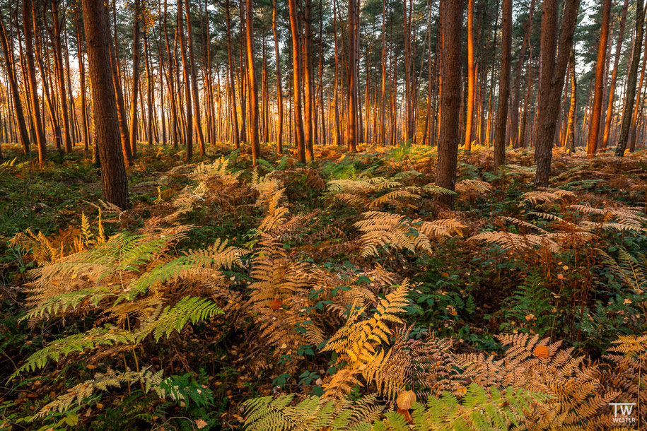 Besonders angetan haben es mir die Wälder der Umgebung. Sie waren mit Brombeeren durchzogen und daher recht schwer begehbar… (B1520)