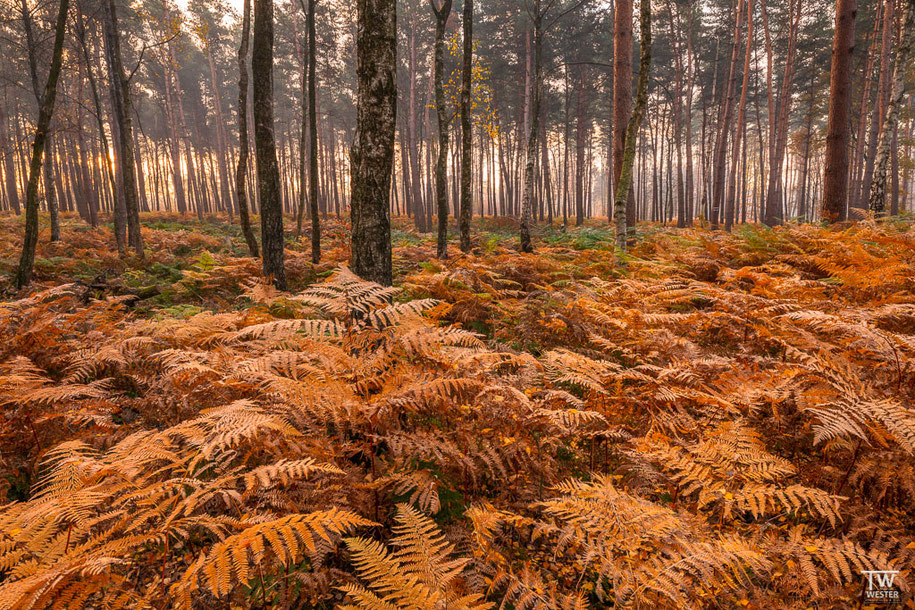 Bei einigen Waldstücken war der Farnbewuchs so stark, dass man keine anderen Pflanzen mehr erkennen konnte – auf diese Stellen habe ich mich besonders konzentriert (B1519)