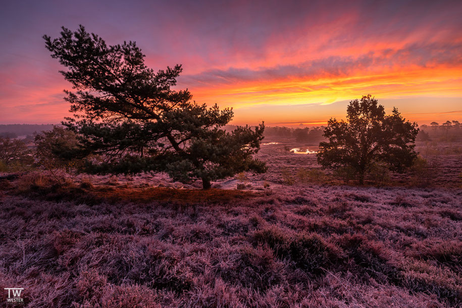 Gleicher Morgen wie drei Bilder zuvor: die mit Eis überzogene Heide (eigentlich weiß) reflektierte extrem die Himmelsfarben (B1479)